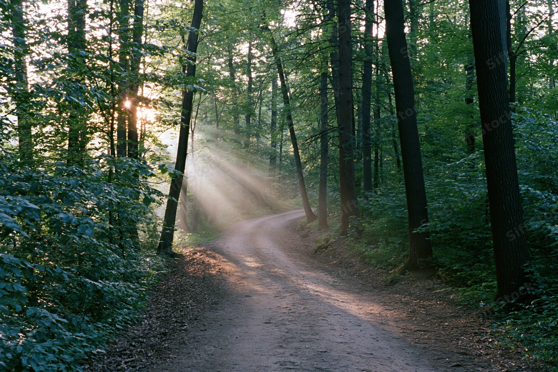 Dirt path winding through dense forest with sunlight streaming through tall trees at dawn