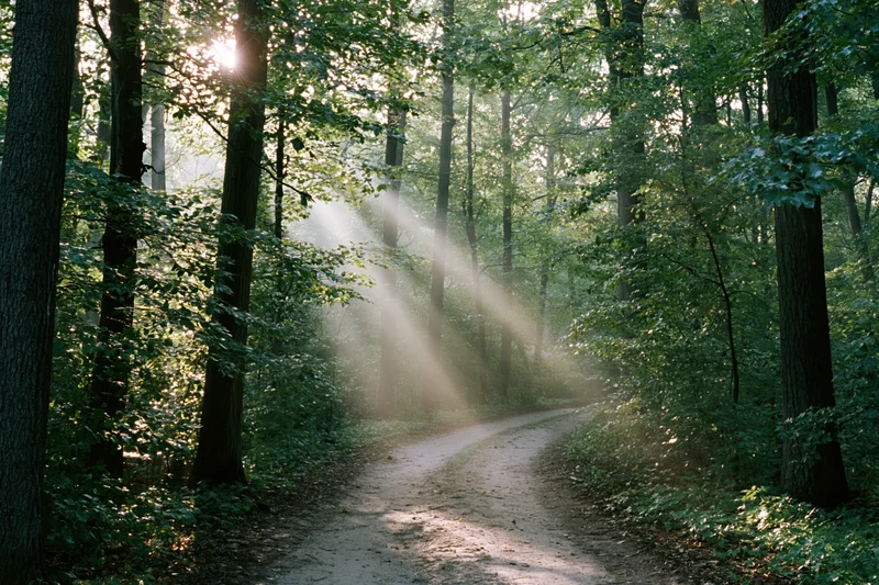 Dirt path winding through dense forest with sunlight streaming through tall trees