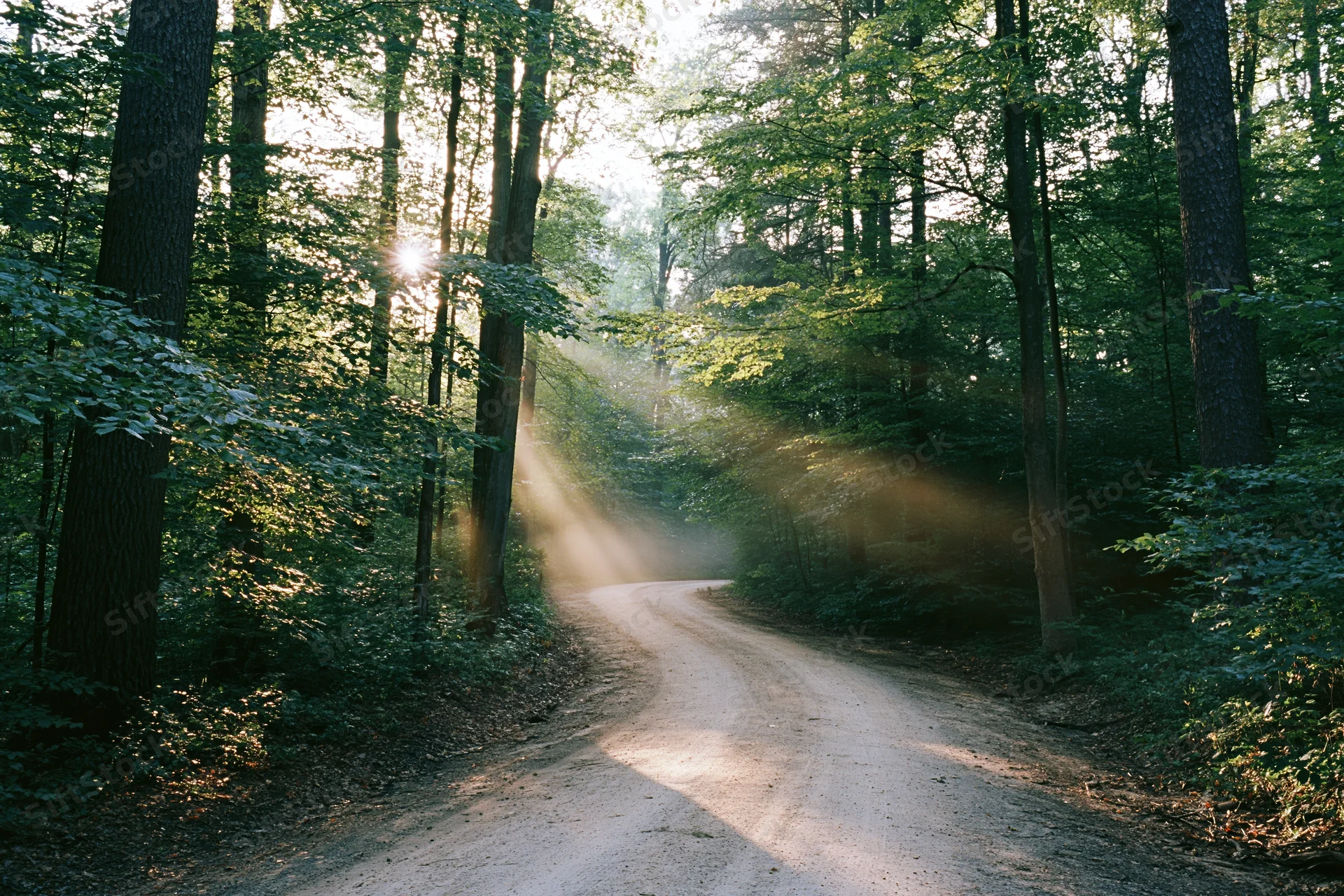 Dirt path winding through dense forest with sunlight streaming through tall trees