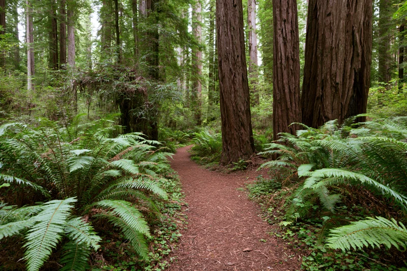 Dirt path winding between towering redwood trees in a dense forest with ferns and undergrowth