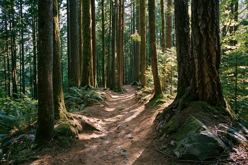 Dirt trail winding through tall old-growth conifer trees in a dense forest