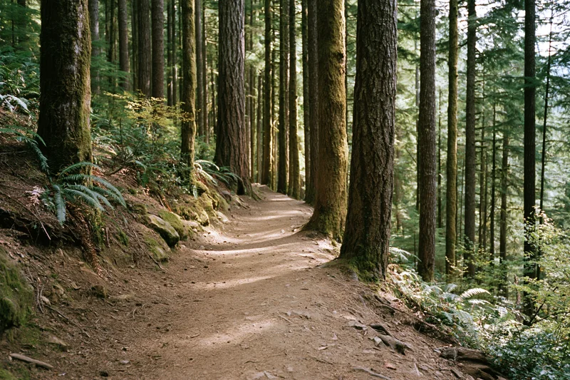 Dirt trail winding through tall old-growth conifer trees in a dense forest