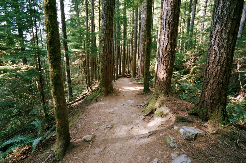 Dirt trail winding through tall old-growth conifer trees in a dense forest