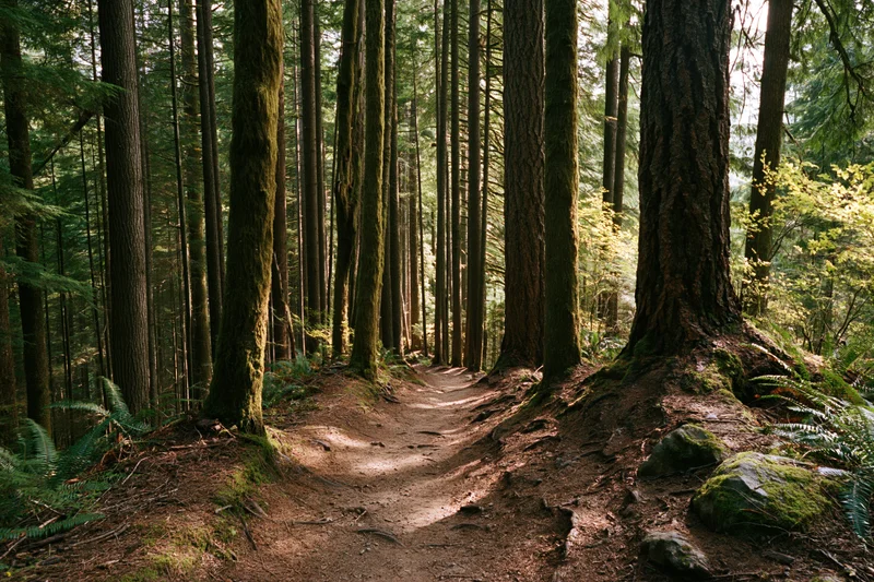 Dirt trail winding through tall old-growth conifer trees in a dense forest