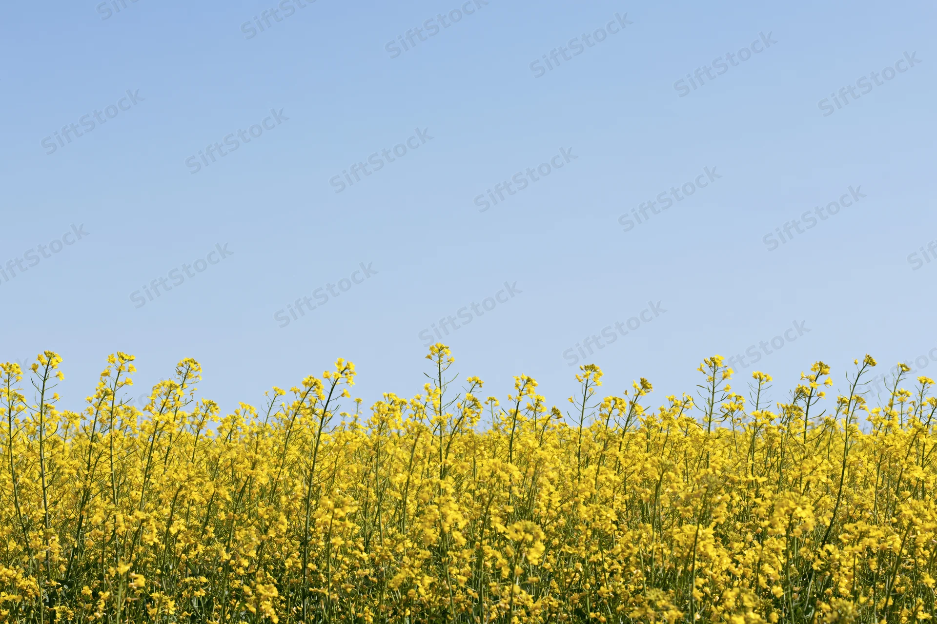 Blooming canola flowers in a field under a clear blue sky