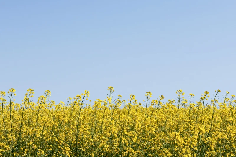 Blooming canola flowers in a field under a clear blue sky