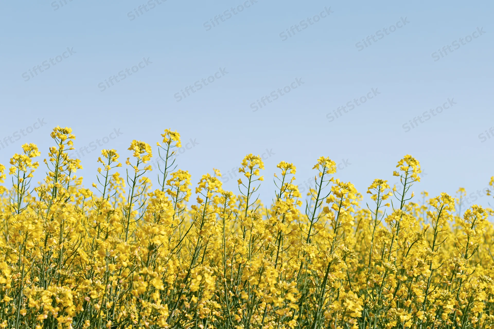 Blooming canola flowers in a field under a clear blue sky