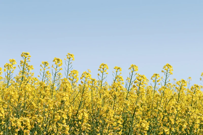 Blooming canola flowers in a field under a clear blue sky