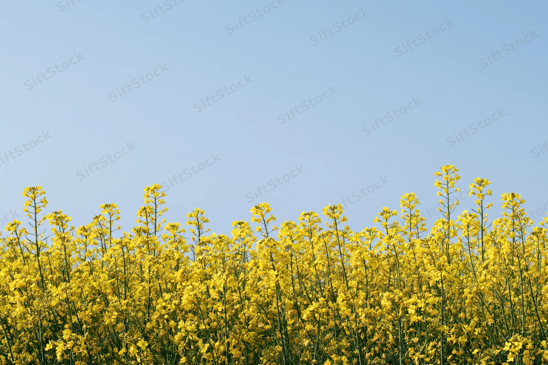 Blooming canola flowers in a field under a clear blue sky