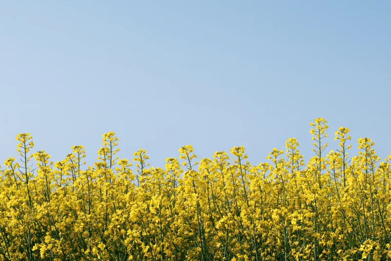 Blooming canola flowers in a field under a clear blue sky