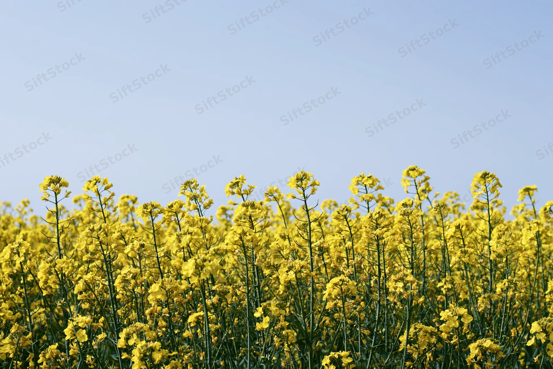 Blooming canola flowers in a field under a clear blue sky
