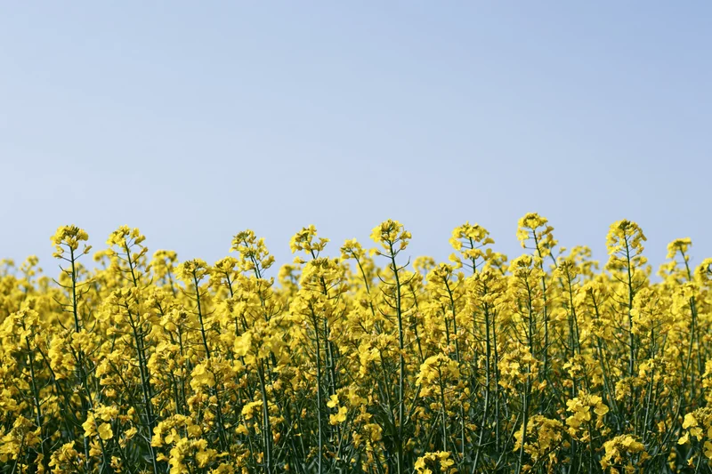 Blooming canola flowers in a field under a clear blue sky