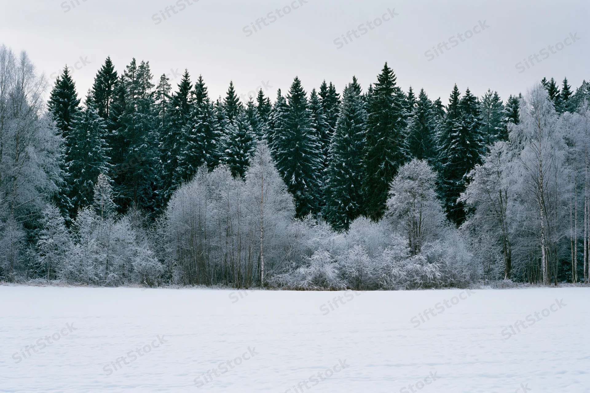 Snow-covered field in front of a dense frost-laden forest under an overcast sky