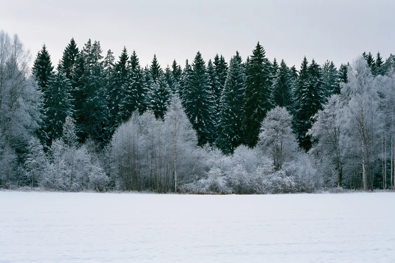 Snow-covered field in front of a dense frost-laden forest under an overcast sky