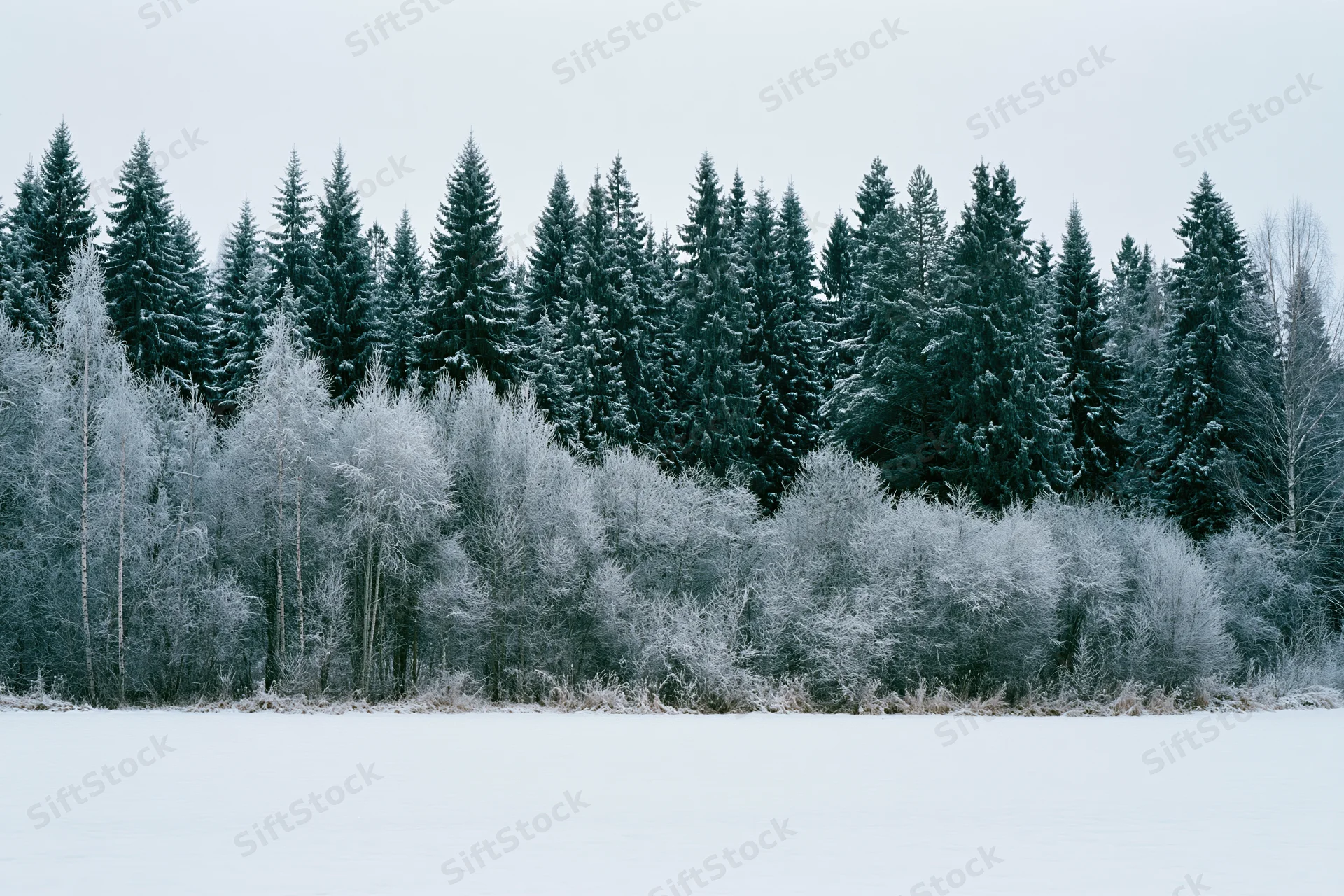 Snow-covered field in front of a frost-covered treeline under an overcast sky