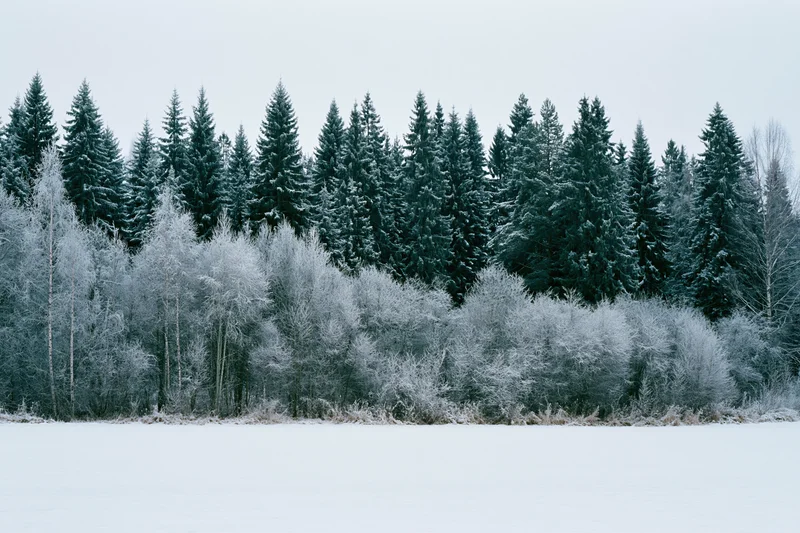 Snow-covered field in front of a frost-covered treeline under an overcast sky