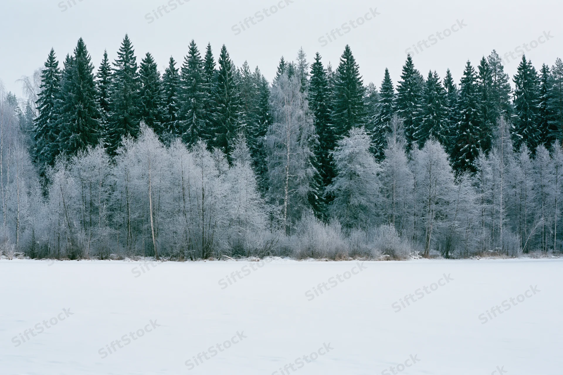 Snow-covered field in front of a frost-laden treeline of evergreen and birch trees under an overcast sky