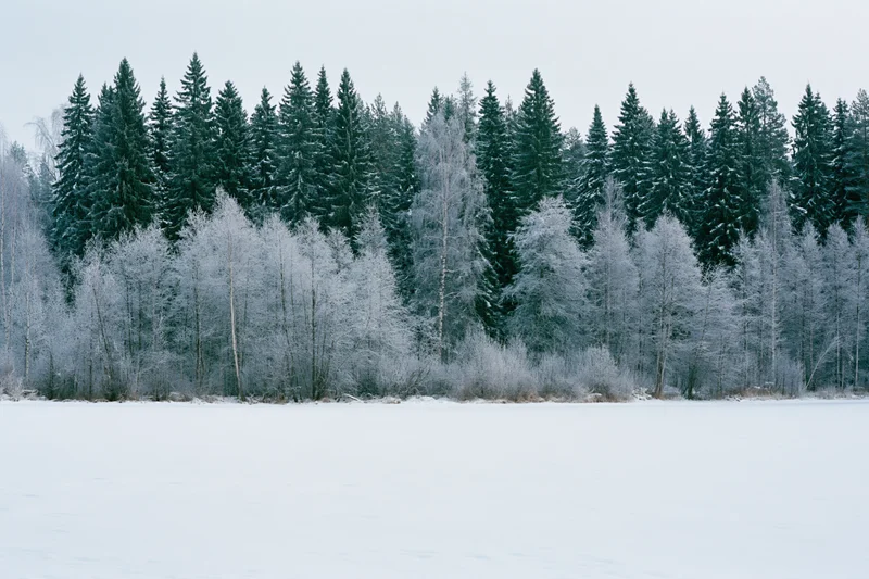 Snow-covered field in front of a frost-laden treeline of evergreen and birch trees under an overcast sky