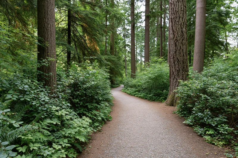 Gravel path winding through dense forest flanked by tall trees and lush green undergrowth