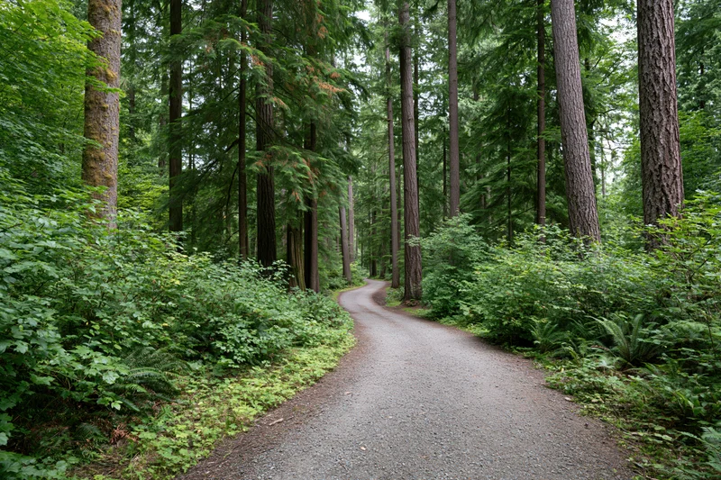 Gravel path winding through dense forest flanked by tall evergreen trees and lush green undergrowth