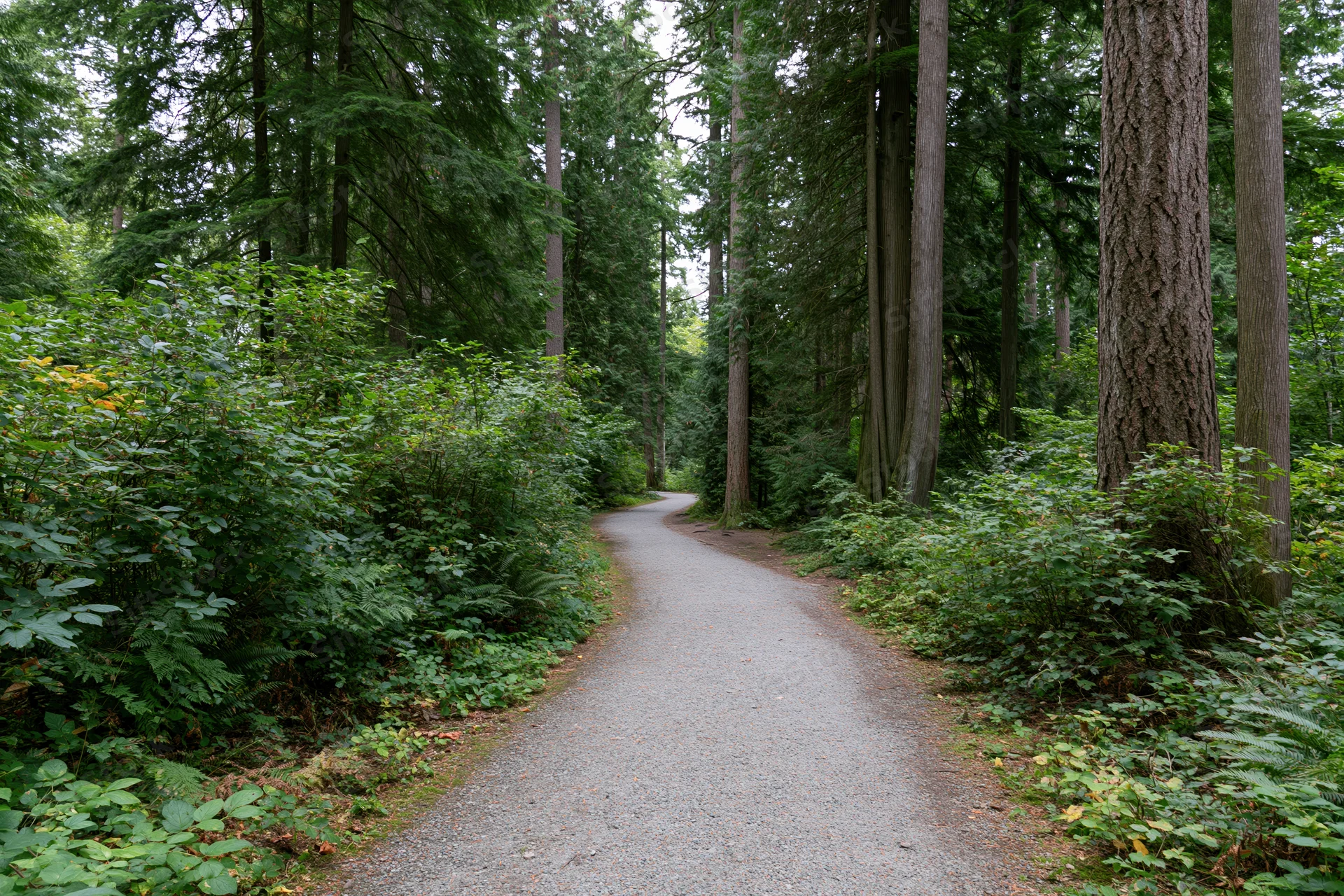 Gravel path winding through dense forest flanked by tall trees and green undergrowth