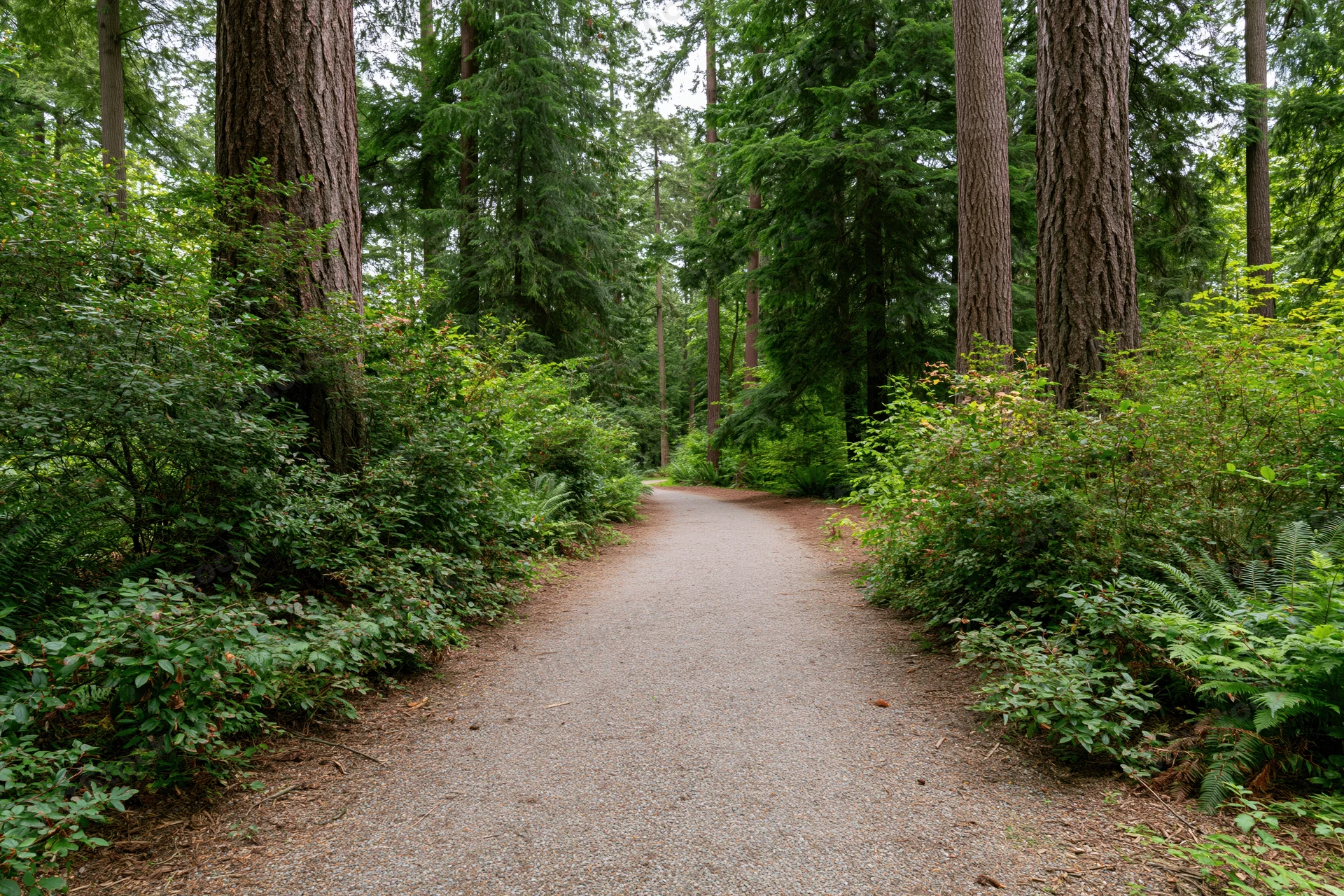 Gravel path winding through dense forest flanked by tall trees and green undergrowth