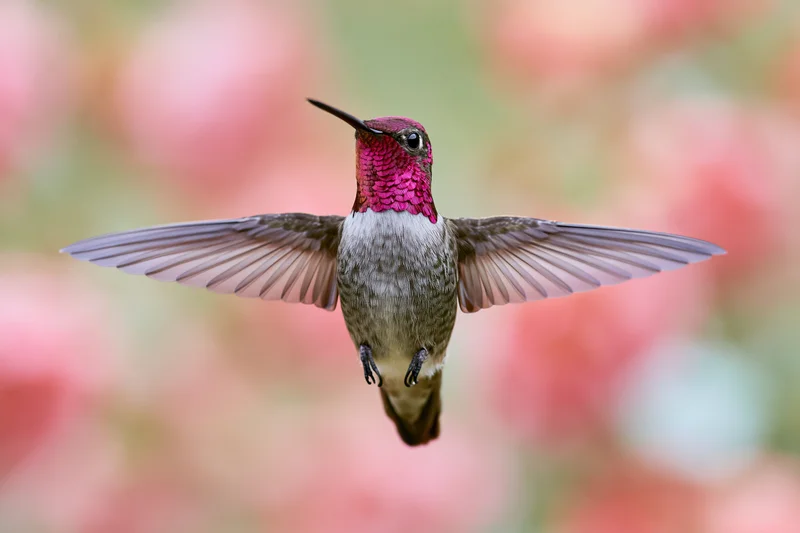 Hummingbird hovering mid-flight with wings spread against blurred floral background