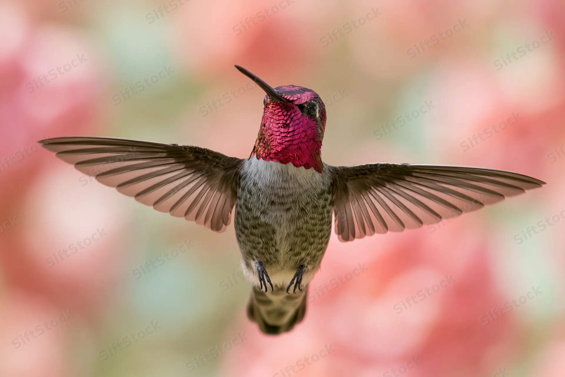 Hummingbird hovering mid-flight with wings fully spread against a soft blurred floral background