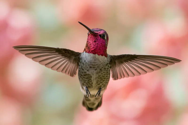 Hummingbird hovering mid-flight with wings fully spread against a soft blurred floral background
