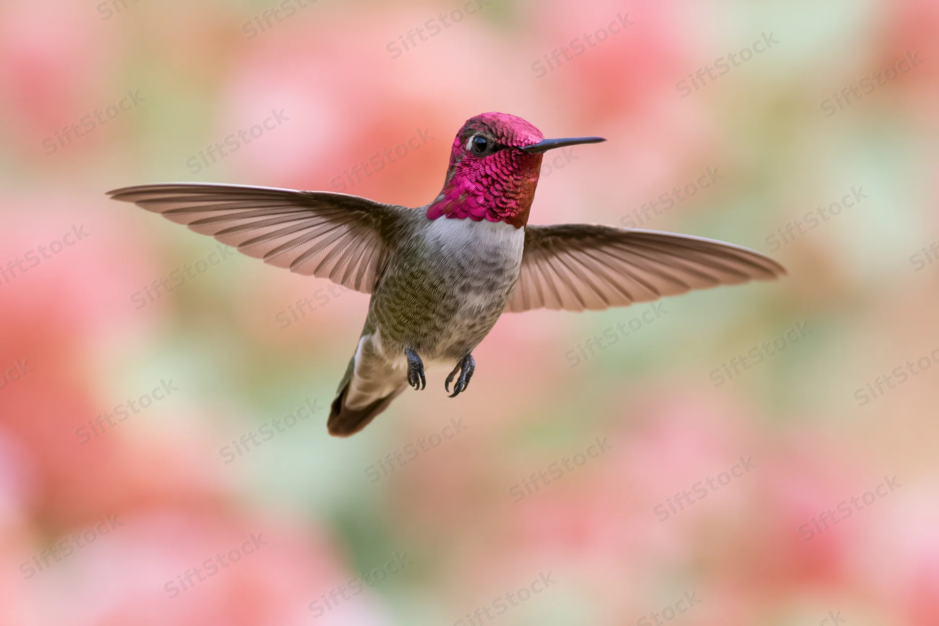 Hummingbird hovering mid-flight with wings fully spread against a soft blurred floral background