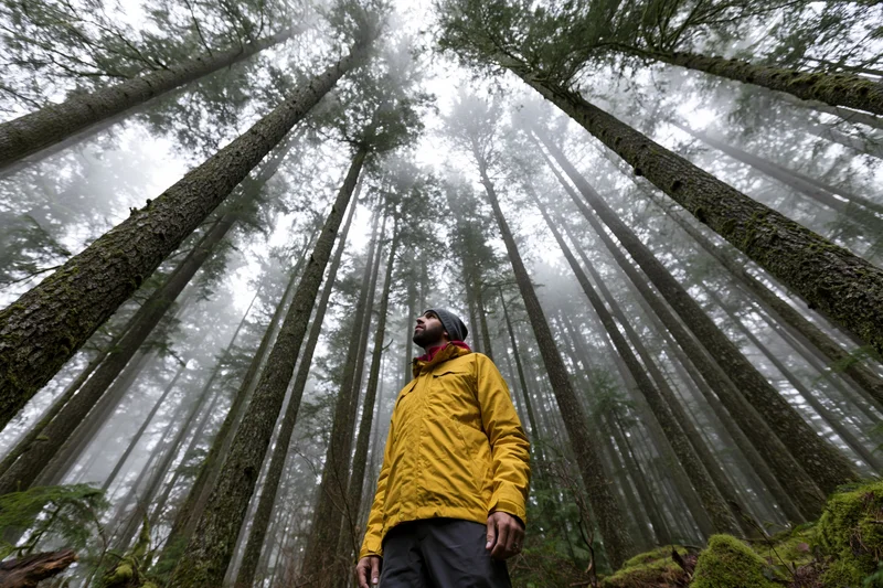 Man in yellow jacket standing among towering old-growth conifers in misty forest