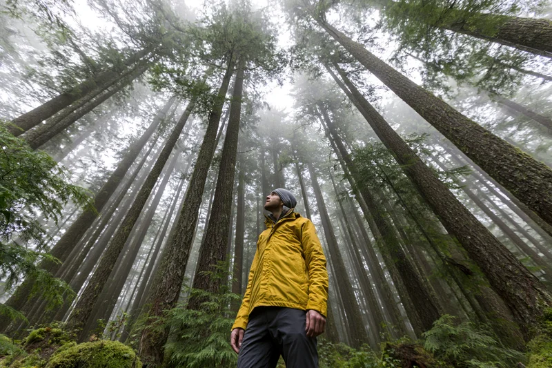 Man in yellow jacket and beanie standing among towering old-growth conifers in foggy forest