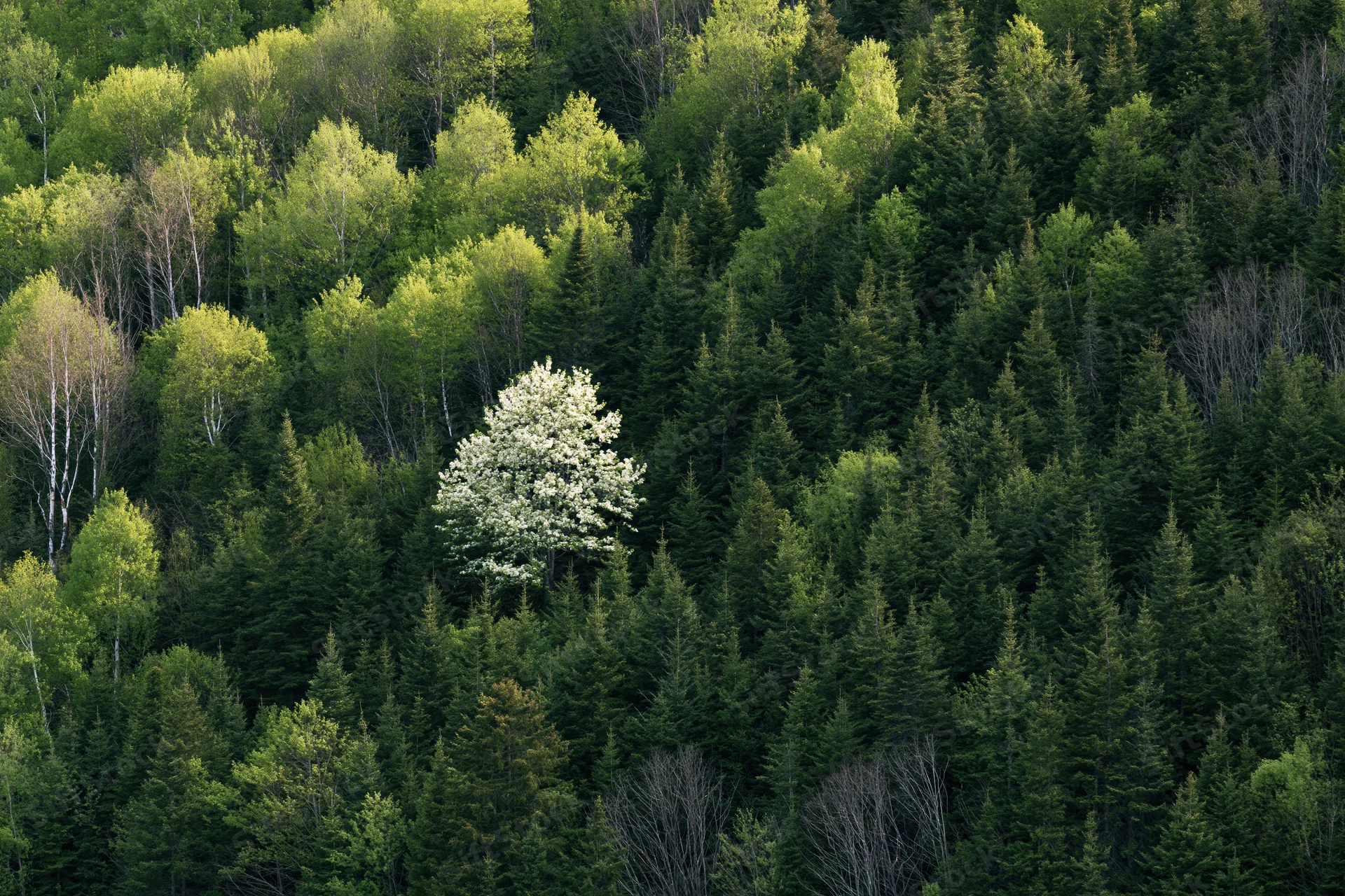 Aerial view of a white-blossoming tree standing out among dense green forest canopy in spring