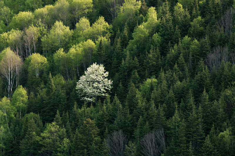 Aerial view of a white-blossoming tree standing out among dense green forest canopy in spring