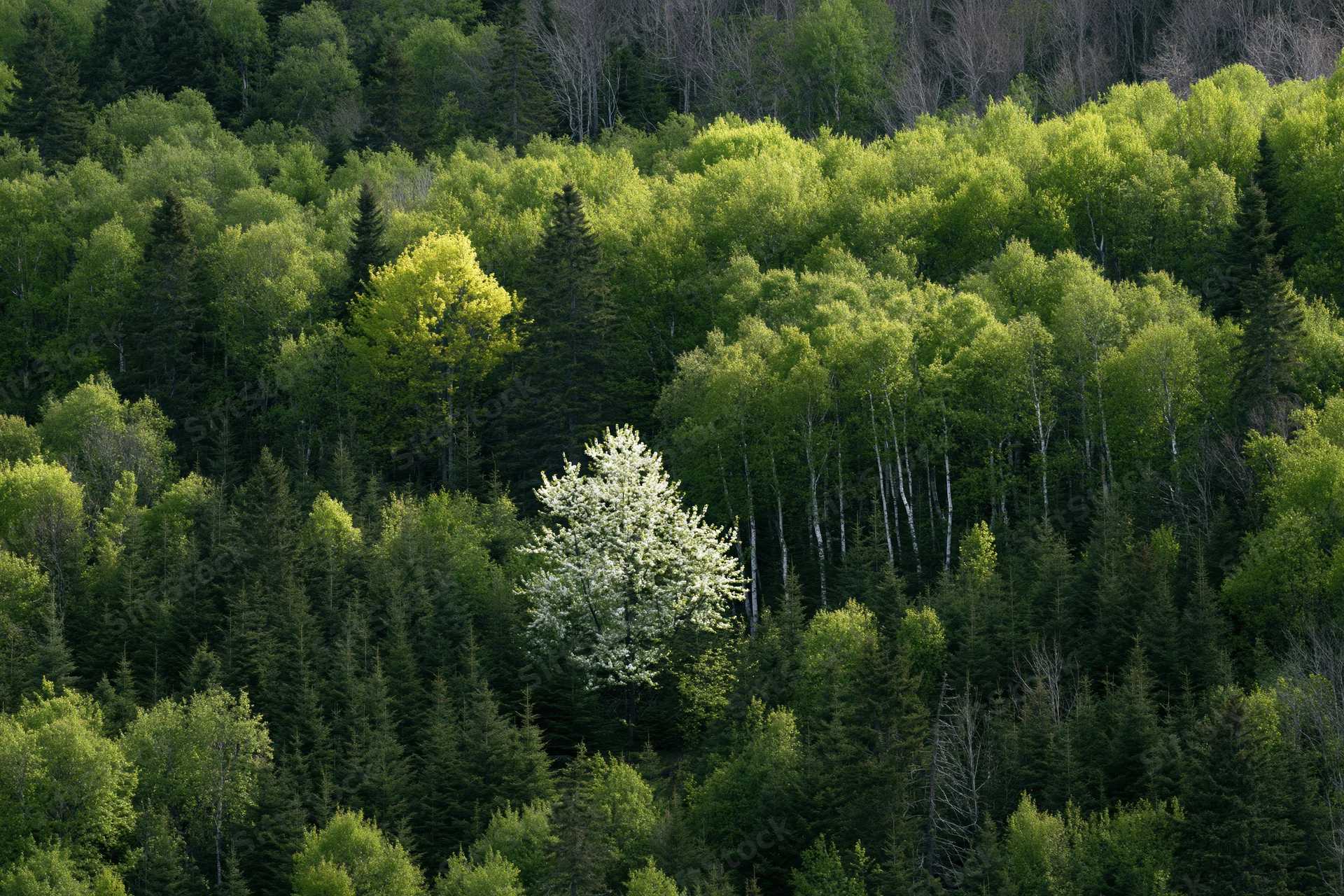 A white-blossoming tree stands among dense green forest on a hillside