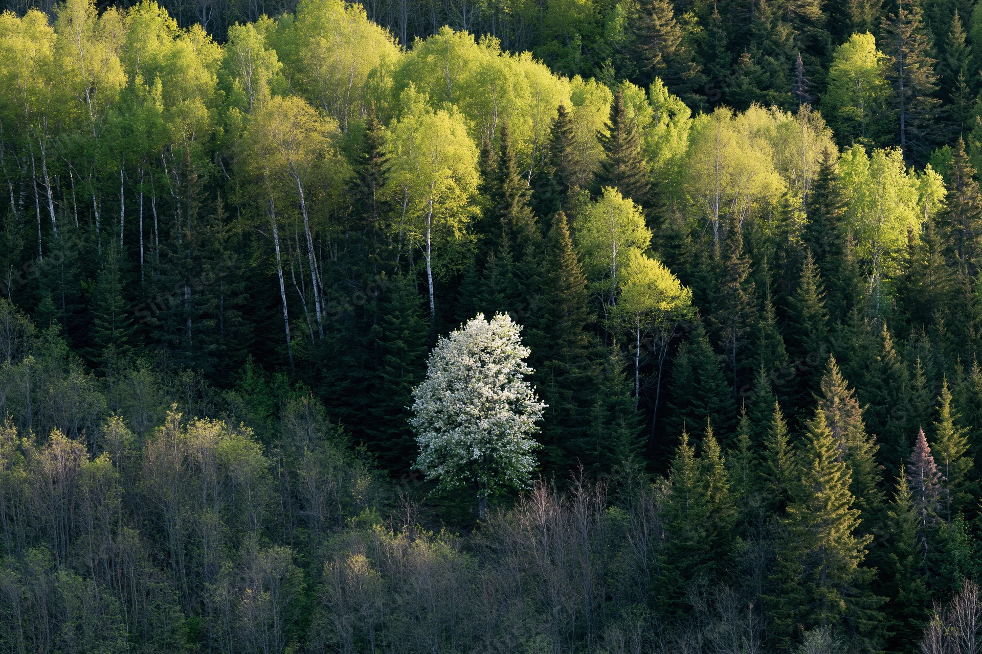 A white-blossoming tree stands among dense green forest on a hillside