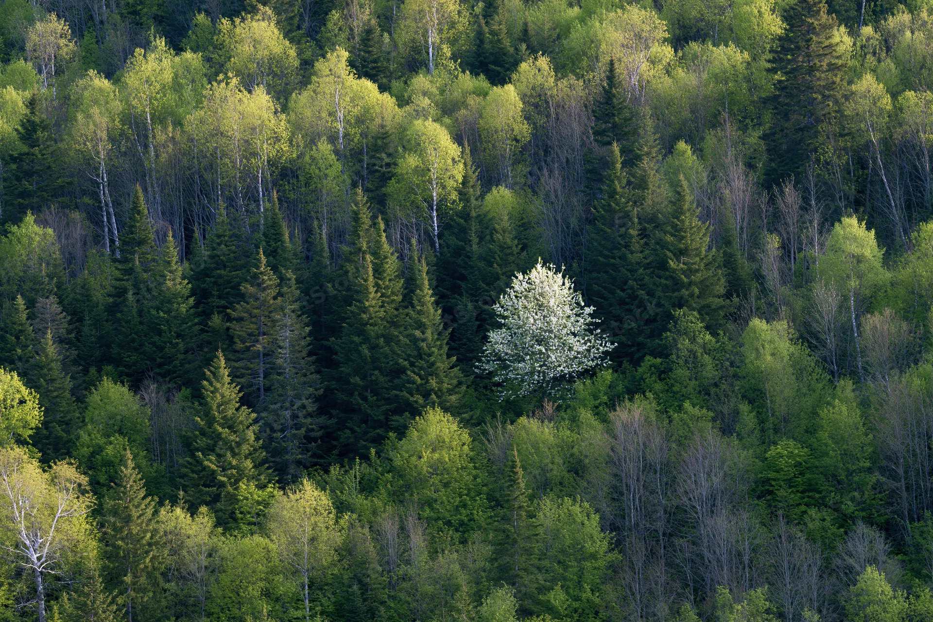 Aerial view of a dense mixed forest with a single white-blossoming tree standing out among green trees in spring