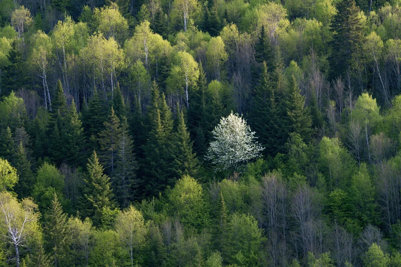 Aerial view of a dense mixed forest with a single white-blossoming tree standing out among green trees in spring