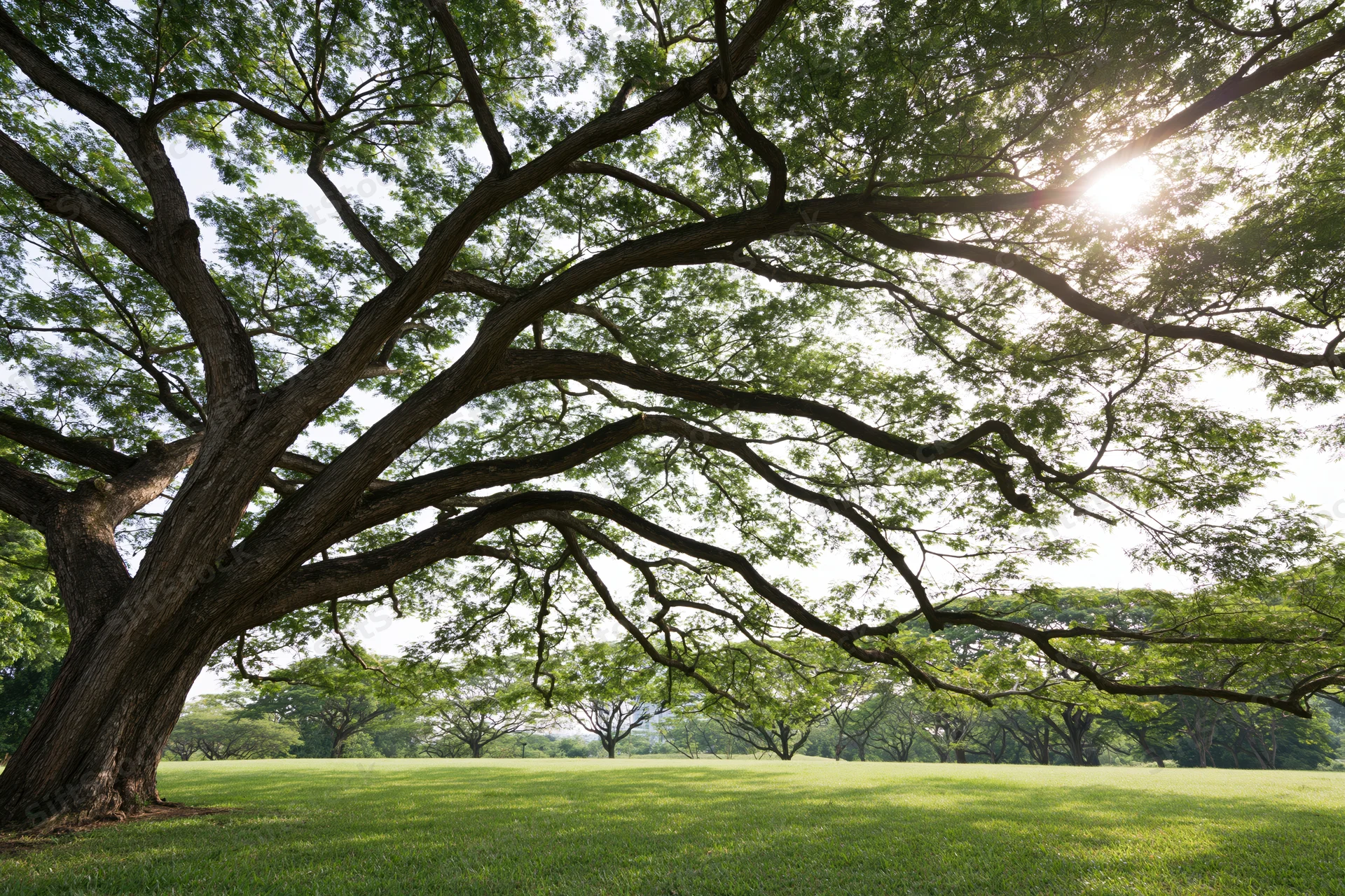 Massive old rain tree with sprawling gnarled branches over a grassy field in a park setting
