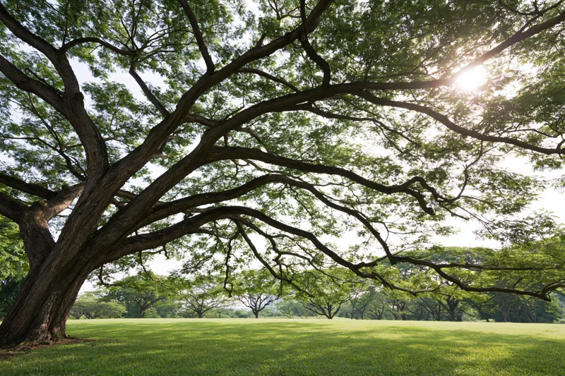 Massive old rain tree with sprawling gnarled branches over a grassy field in a park setting