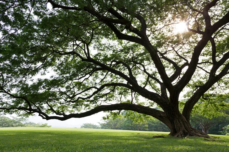 Massive old rain tree with sprawling gnarled branches over a grassy field in a park setting