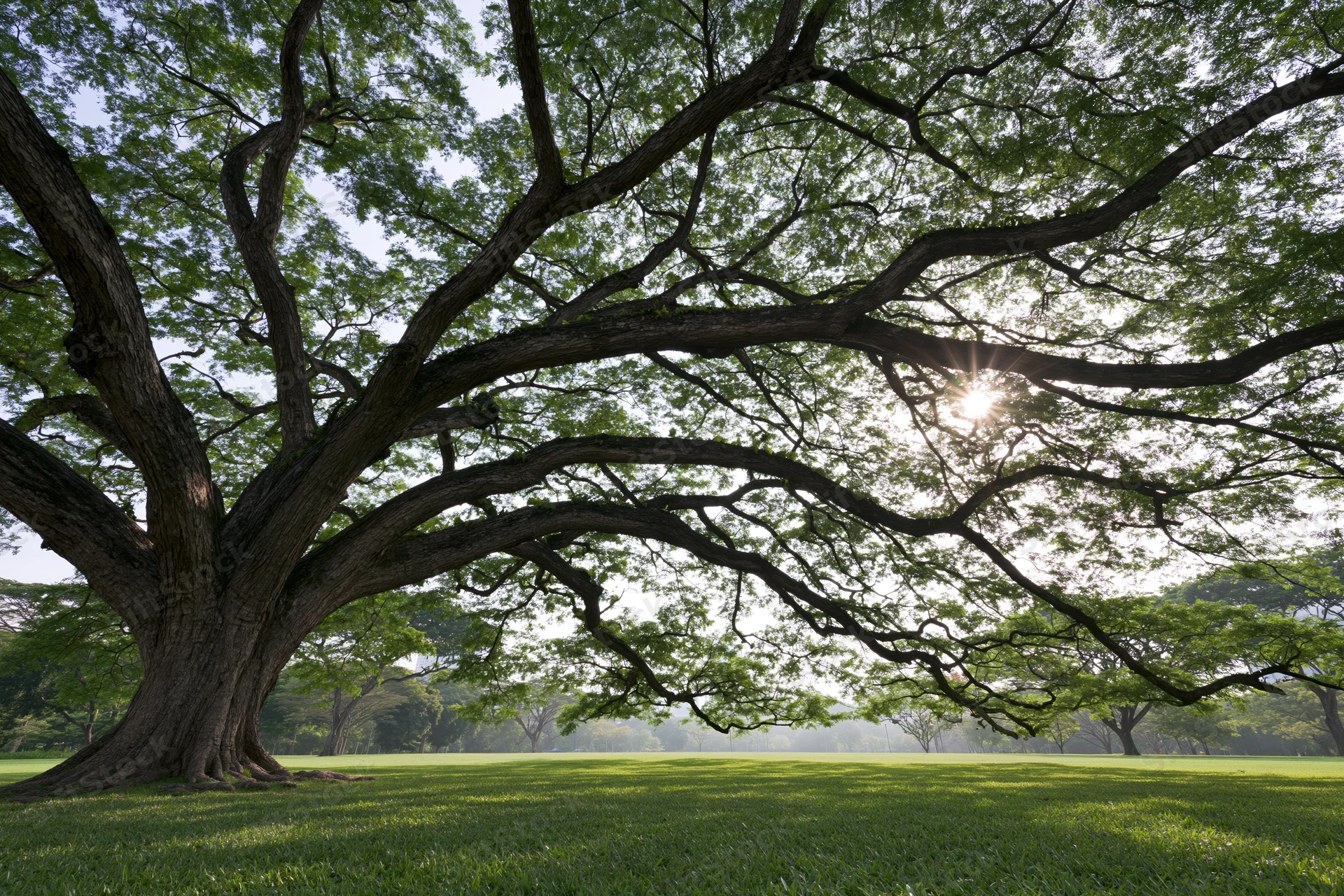 Massive old rain tree with sprawling gnarled branches over a grassy park lawn in daylight
