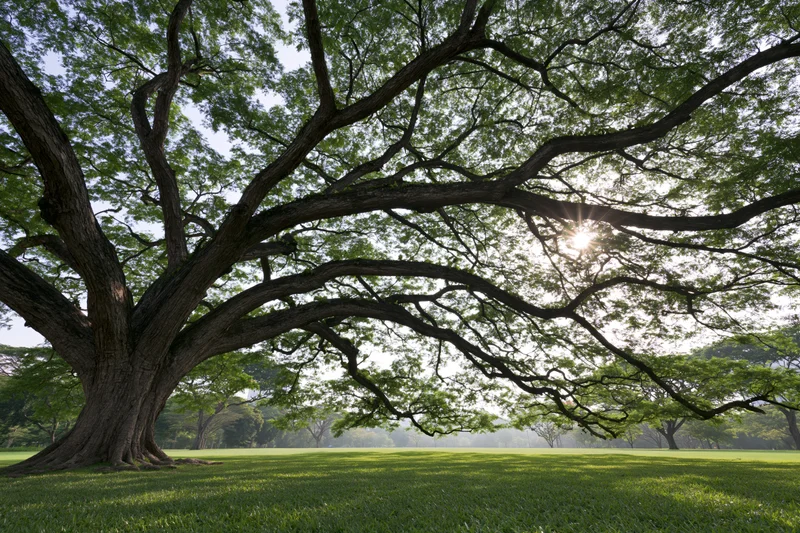 Massive old rain tree with sprawling gnarled branches over a grassy park lawn in daylight