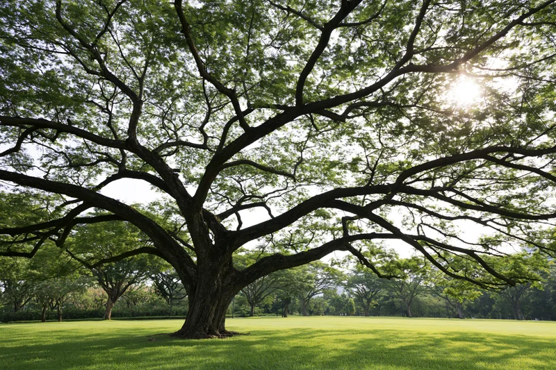 Massive old rain tree with sprawling gnarled branches casting dappled shadows on a green lawn in a park