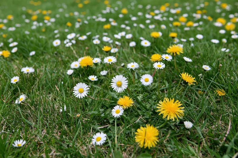 White daisies and yellow dandelions blooming in a green meadow lawn