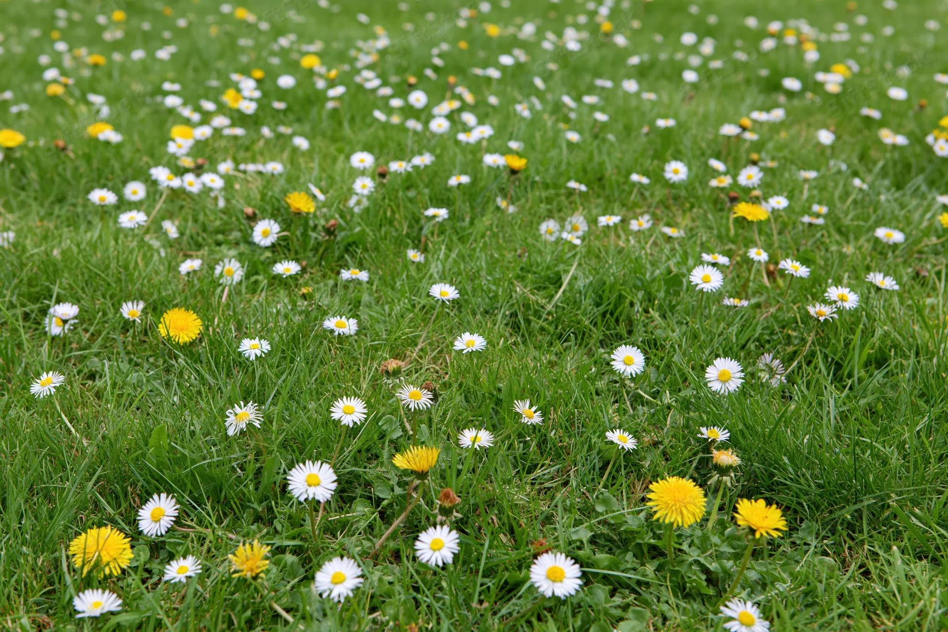 A meadow lawn scattered with white daisies and yellow dandelions in spring