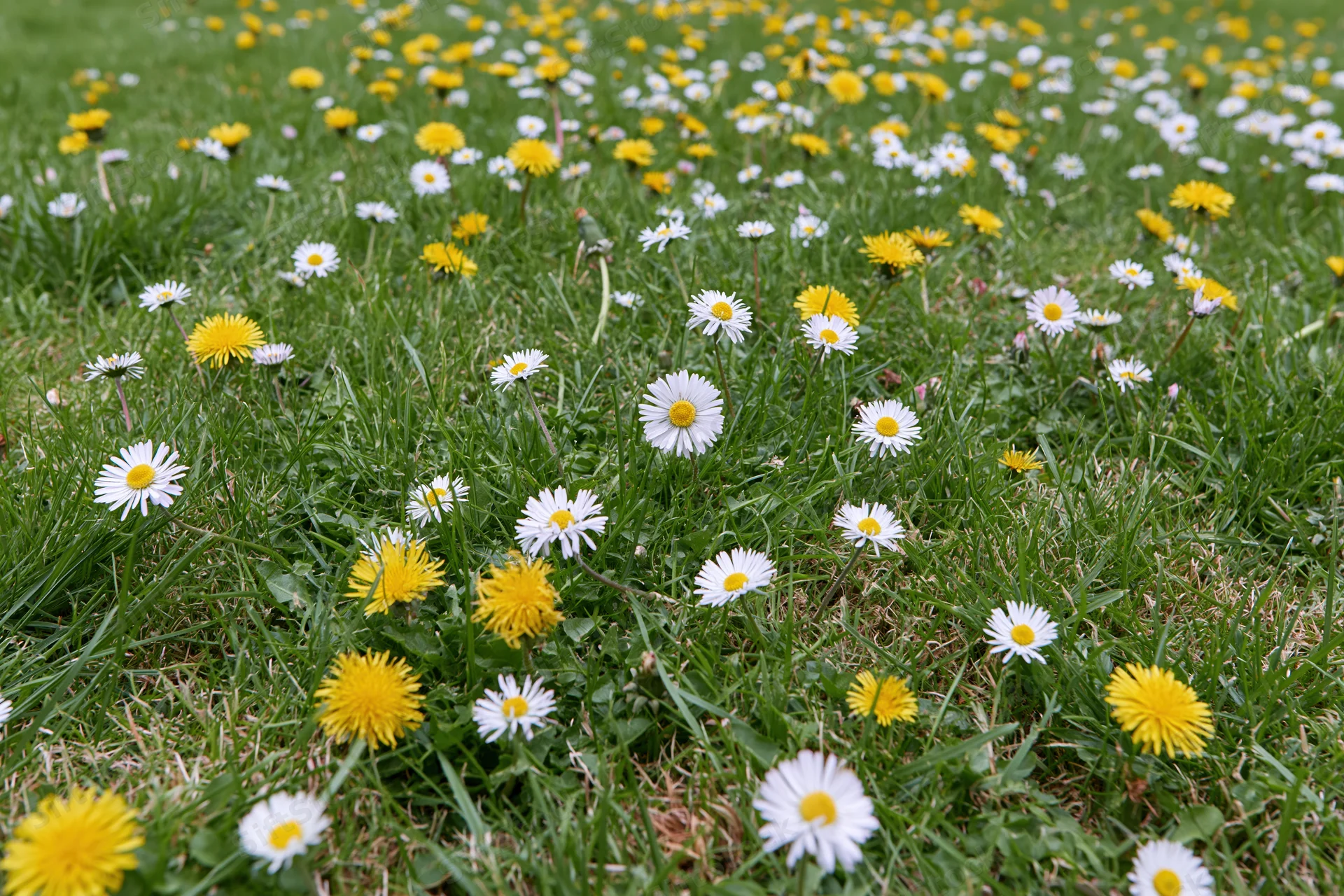 A meadow lawn scattered with white daisies and yellow dandelions in spring