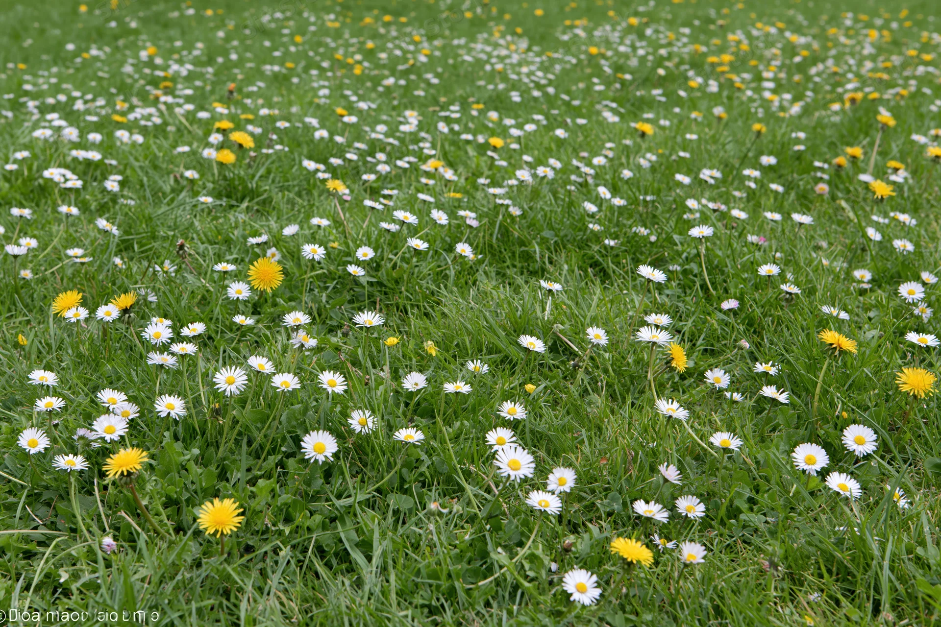 A meadow lawn scattered with small white daisies and yellow dandelions in spring