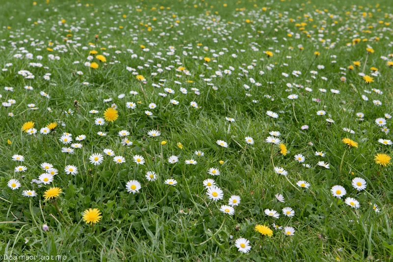 A meadow lawn scattered with small white daisies and yellow dandelions in spring