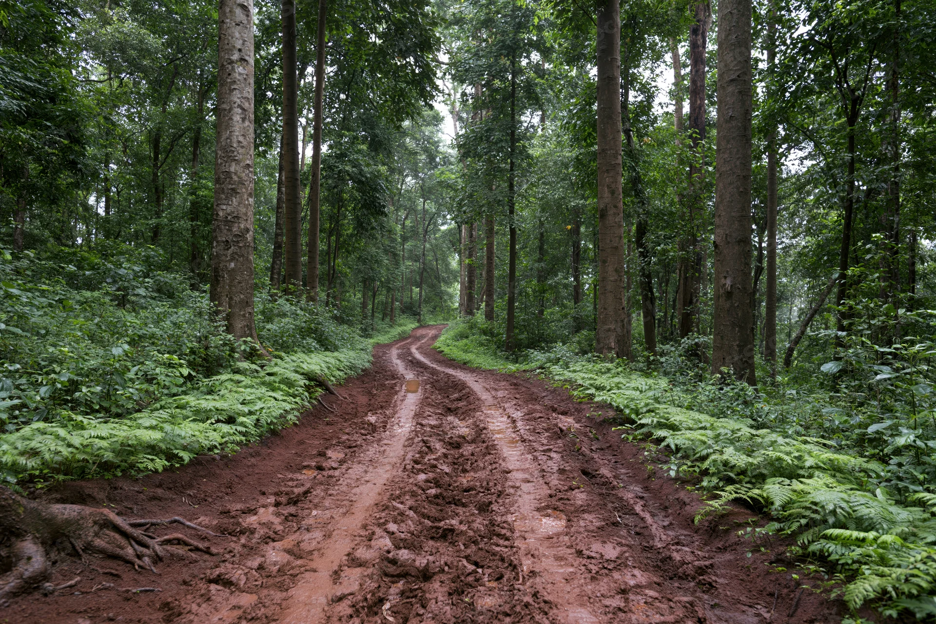 Muddy red-dirt path winding through dense tropical forest with ferns and tall trees